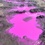 Вблизи Ровно появились лужи розового цвета (ВИДЕО)