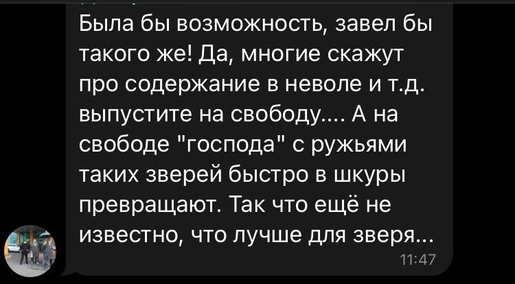 \"Интересная кошечка\": в Одессе заметили катающегося в авто леопарда (видео)