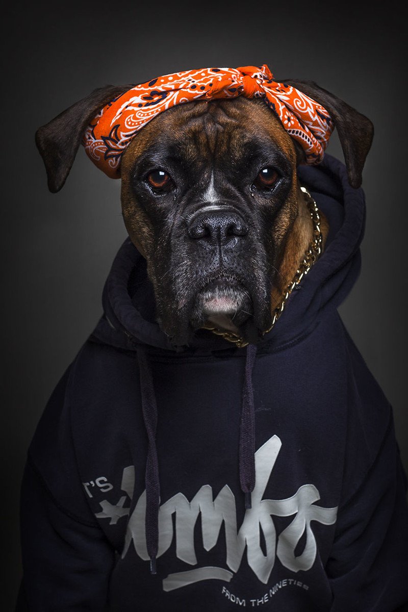 Портреты собак в образе людей
