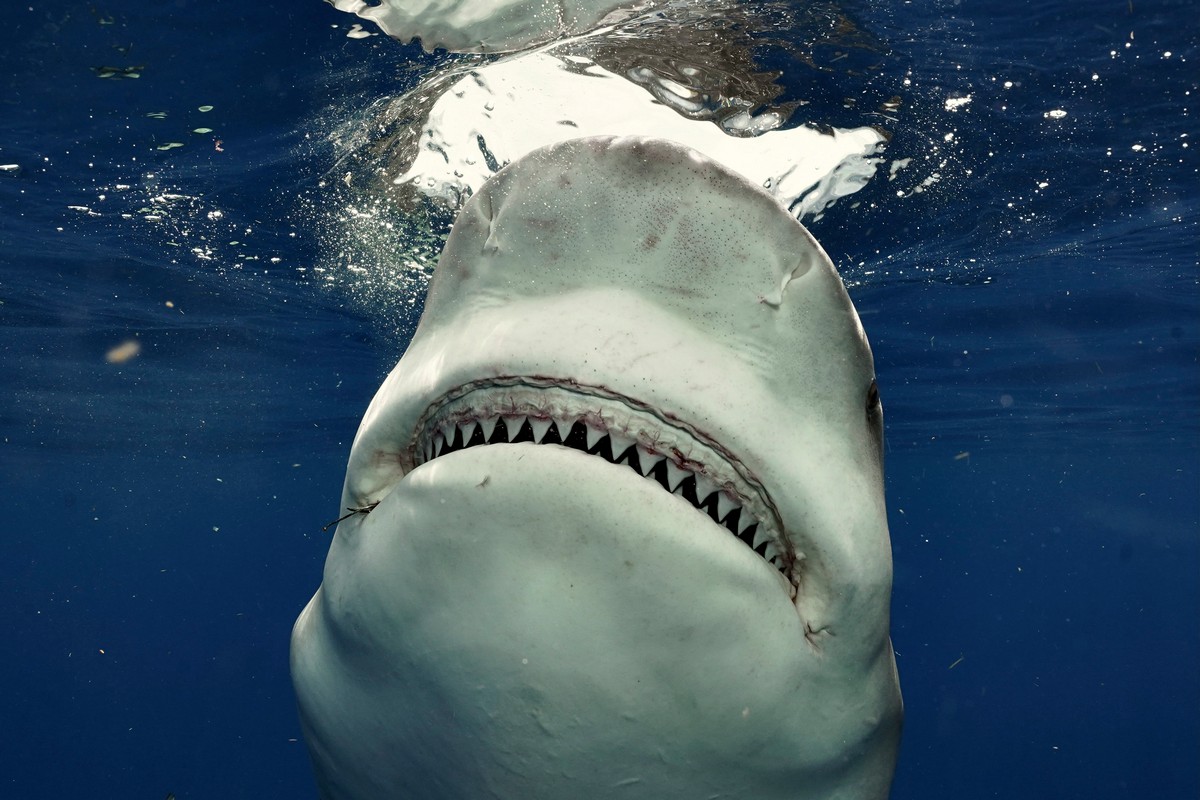 Дайвер столкнулся с самкой акулы во время фридайвинга близ Флориды