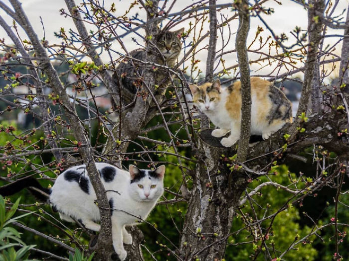 Котики, которые просто обожают сидеть на деревьях