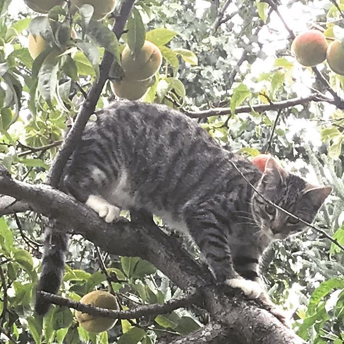 Котики, которые просто обожают сидеть на деревьях