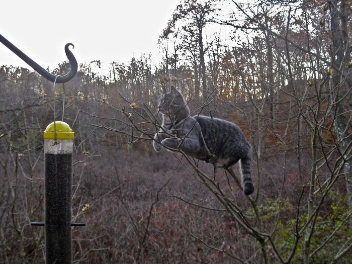 Котики, которые просто обожают сидеть на деревьях