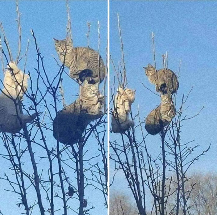 Котики, которые просто обожают сидеть на деревьях