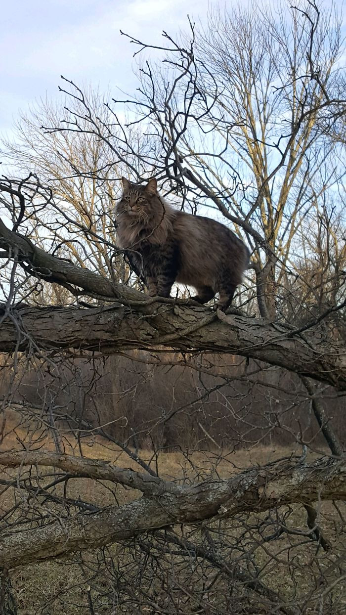 Котики, которые просто обожают сидеть на деревьях