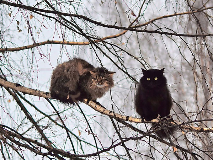 Котики, которые просто обожают сидеть на деревьях