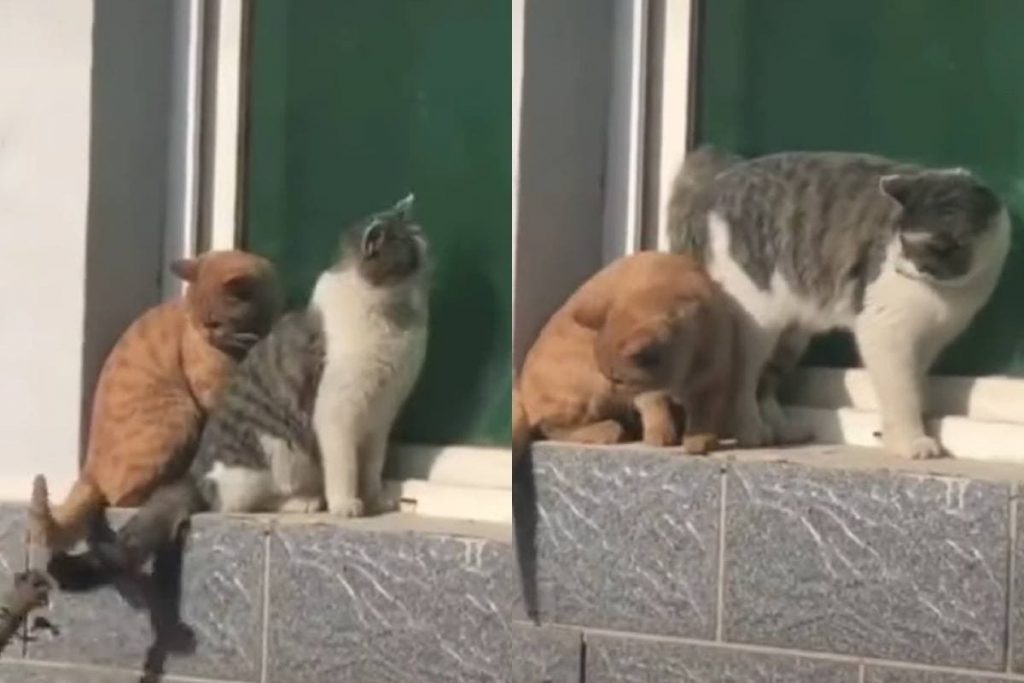 Забавные кошачьи разборки рассмешили соцсети (ФОТО, ВИДЕО)
