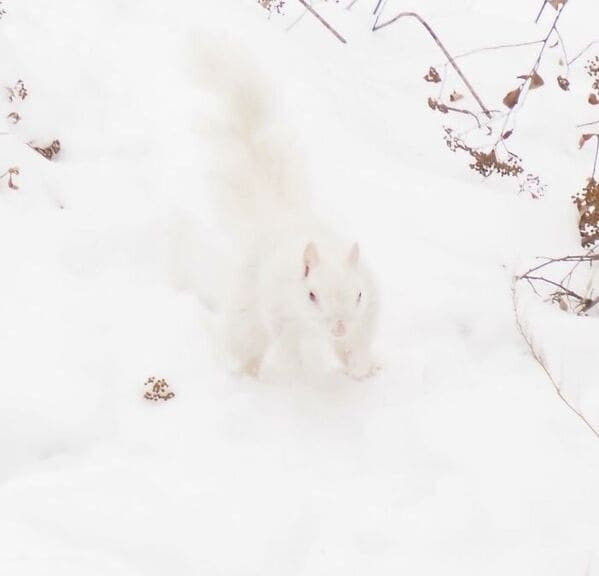 Неудавшиеся фотографии животных, которые не так уж и плохи