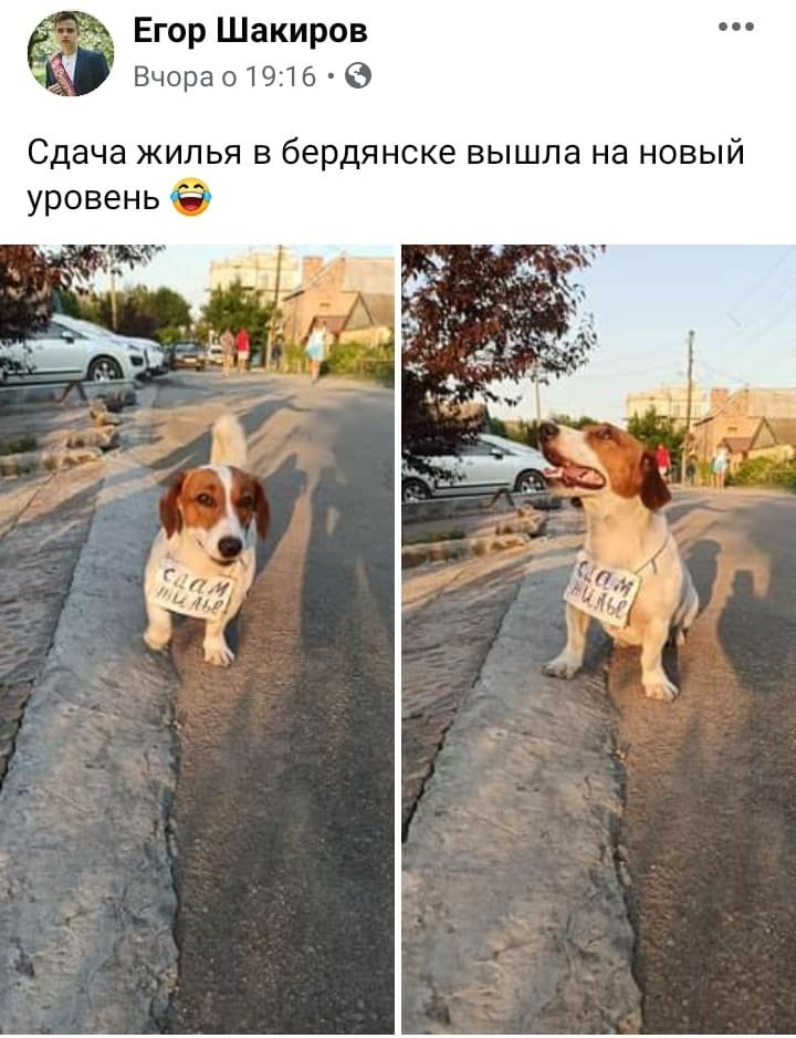 Курьез: даже собаки в Бердянске сдают жилье (ФОТО) 