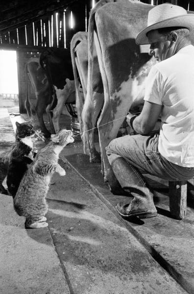 Как выглядит кошачий рай. 1957г. ФОТО
