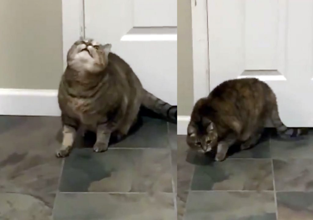 «Мило»: толстый кот «не вписался» в дверной проём (ВИДЕО)