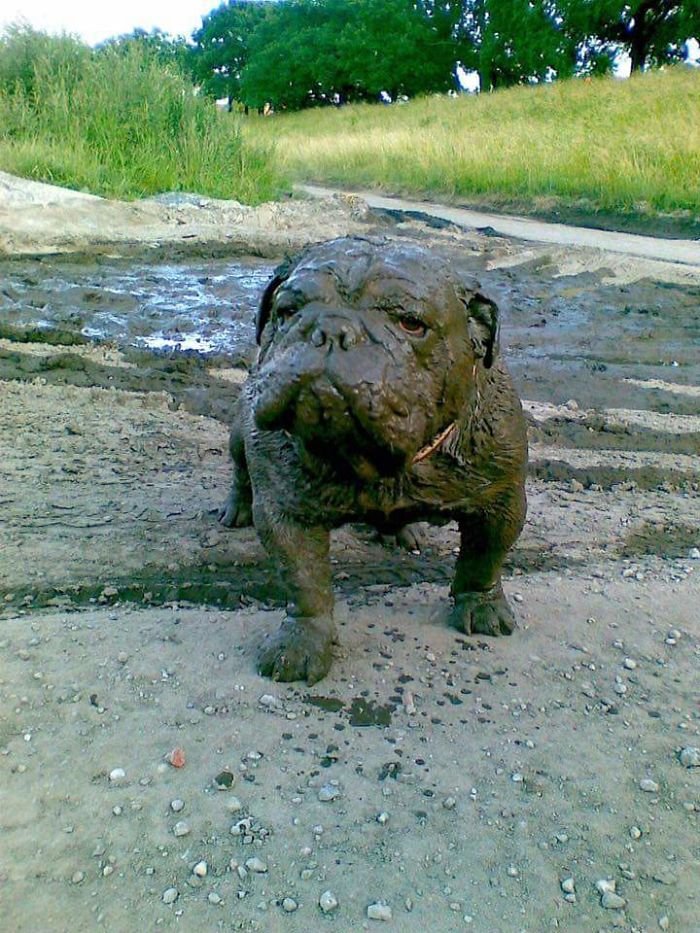 Собакам разрешили поиграть в грязи