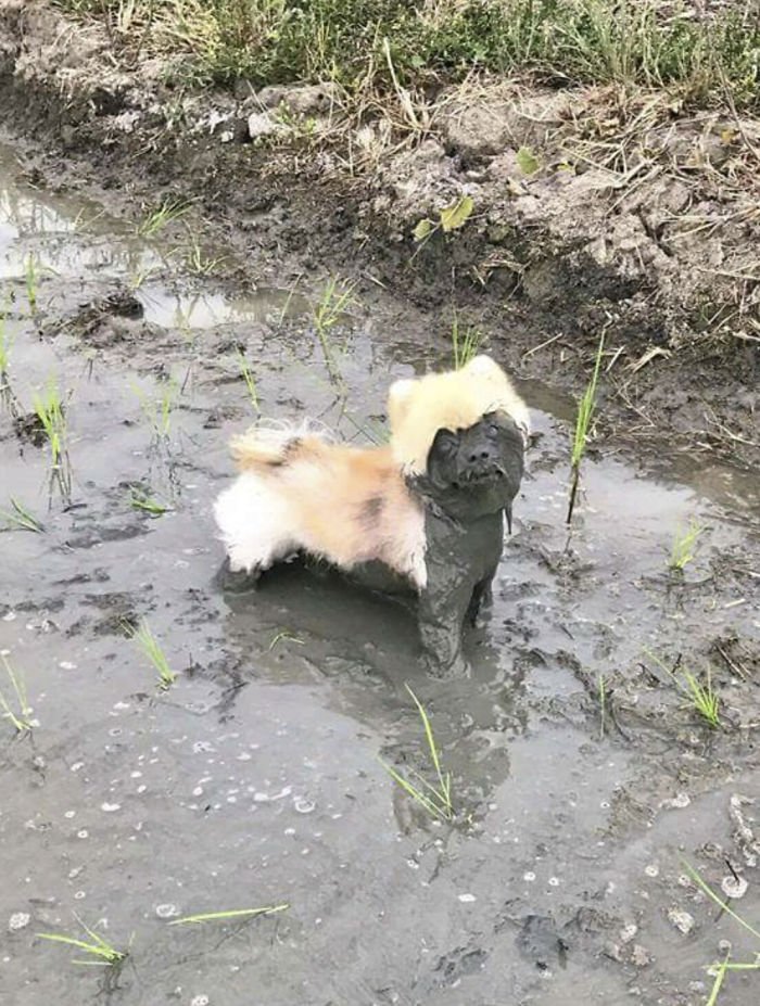 Собакам разрешили поиграть в грязи