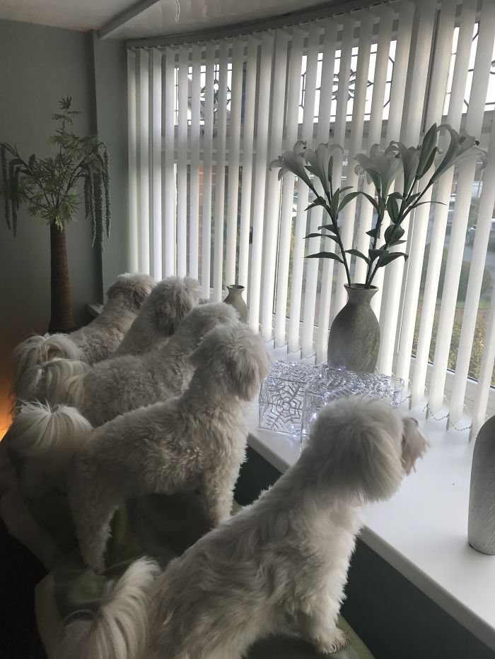 Когда в доме живёт более двух собак