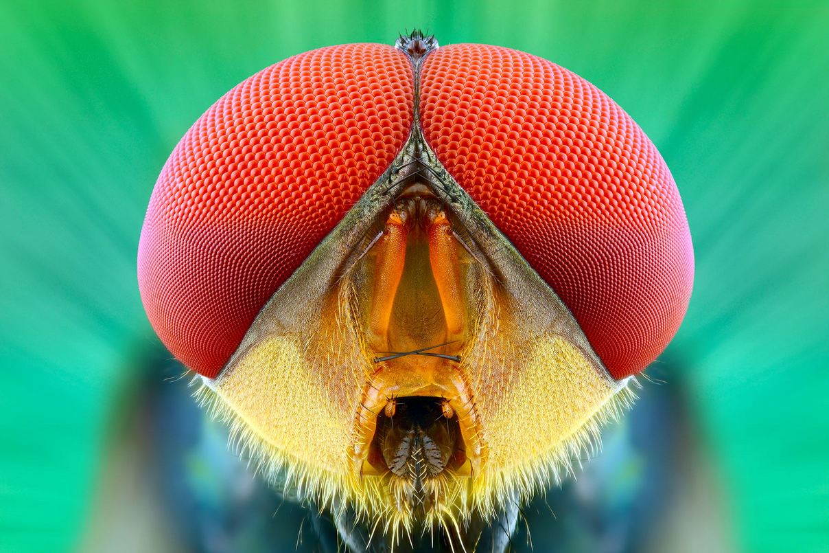 Удивительные насекомые на макрофотографиях