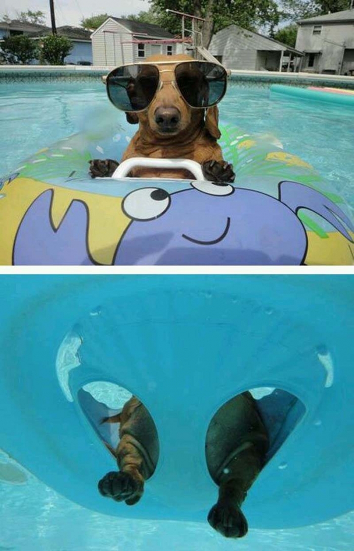 Животные любят отдых у бассейна
