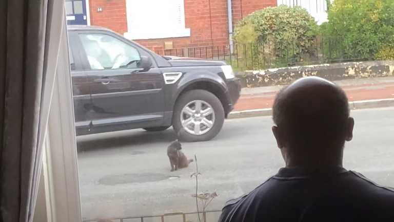 Черный кот перекрыл дорогу и отказался пропускать машины (ФОТО, ВИДЕО)
