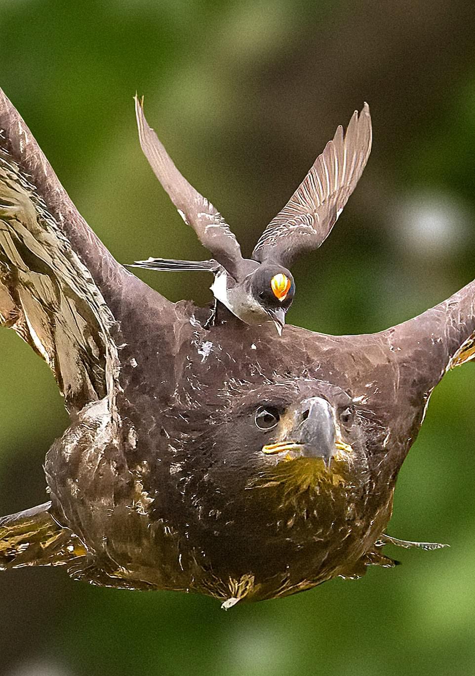 Маленькая птичка напала на орлана, который подлетел к ее гнезду