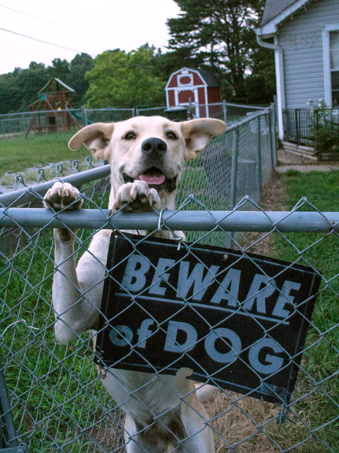 Свирепейшие звери за табличками Осторожно, злая собака!