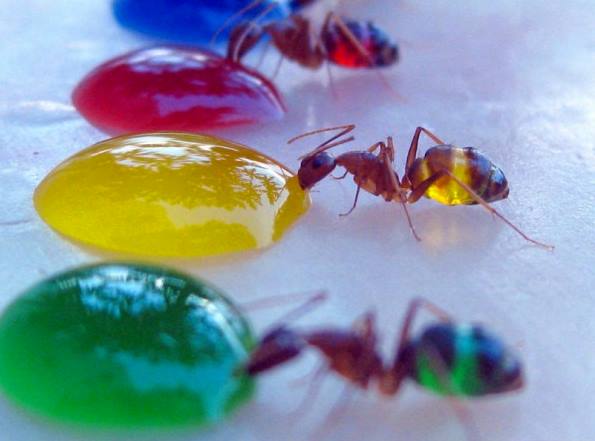 Очень красиво: что будет, если напоить муравьев цветным сиропом. ФОТО