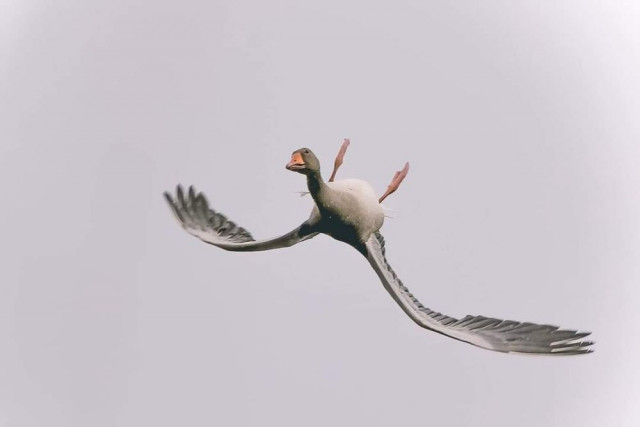 Как утки летят вверх ногами (фото)