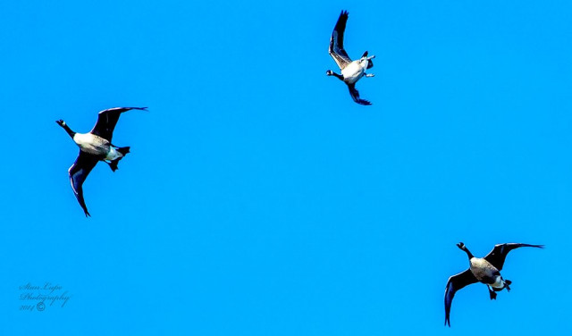 Как утки летят вверх ногами (фото)
