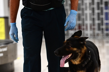 Получивший пять ножевых ранений в голову пес вернулся на службу