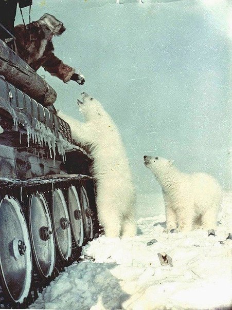 Советские солдаты кормят белых медведей с танка,1950 год. ФОТО