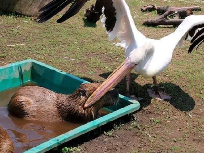 Голодные пеликаны, которые пытались съесть любую возможную еду