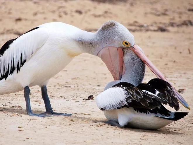 Голодные пеликаны, которые пытались съесть любую возможную еду