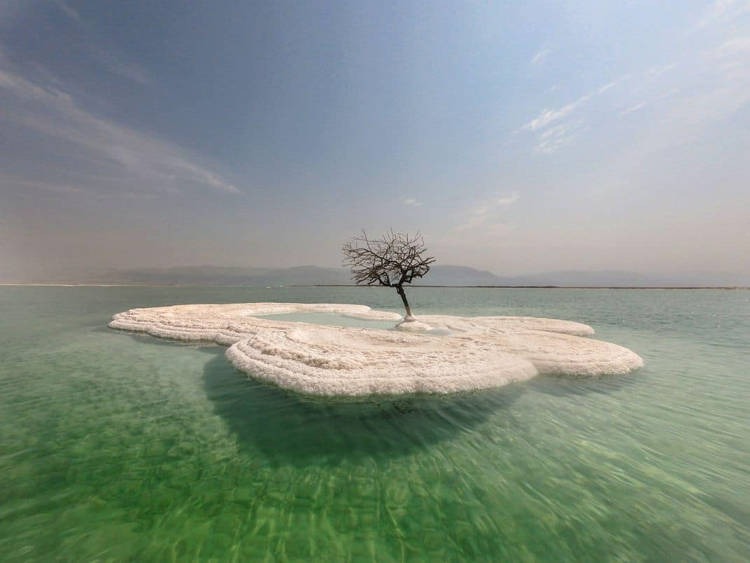 Дерево жизни - одинокое растение посреди Мертвого моря
