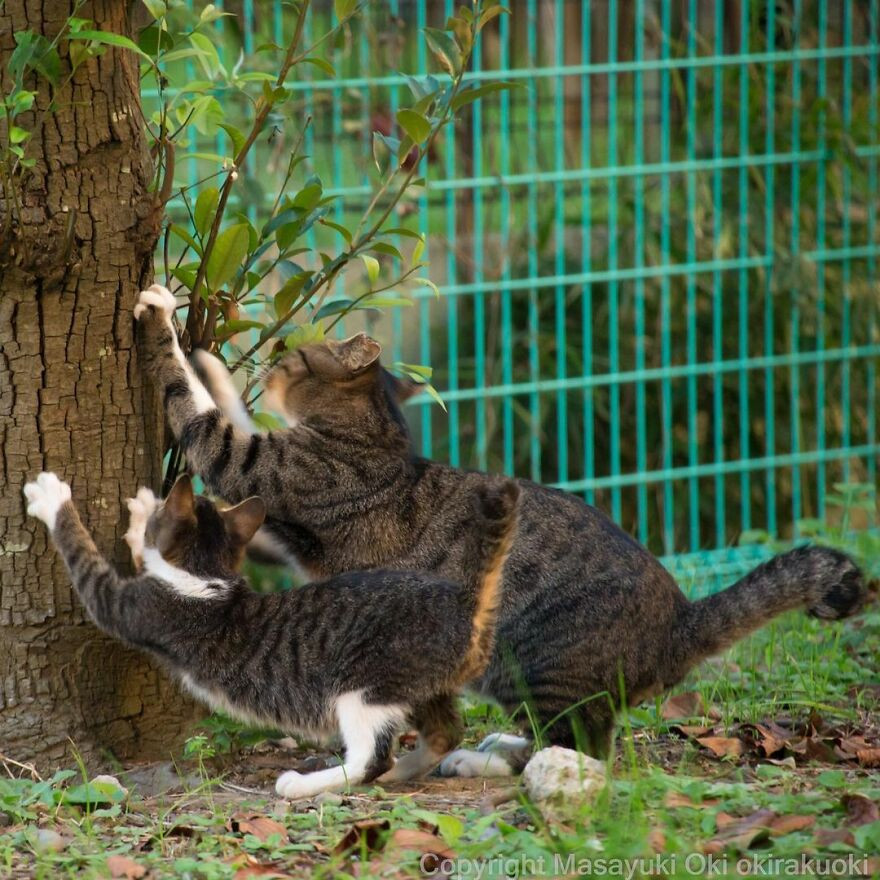 Японские уличные котики на снимках Масаюки Оки