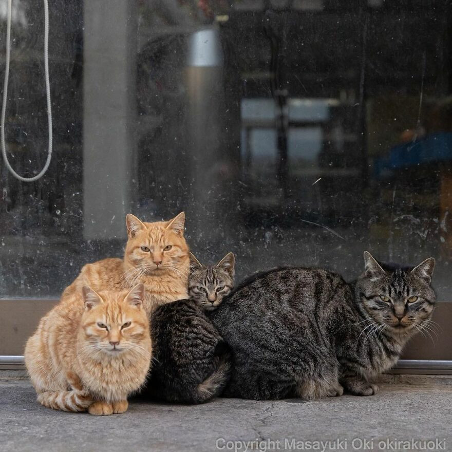 Японские уличные котики на снимках Масаюки Оки