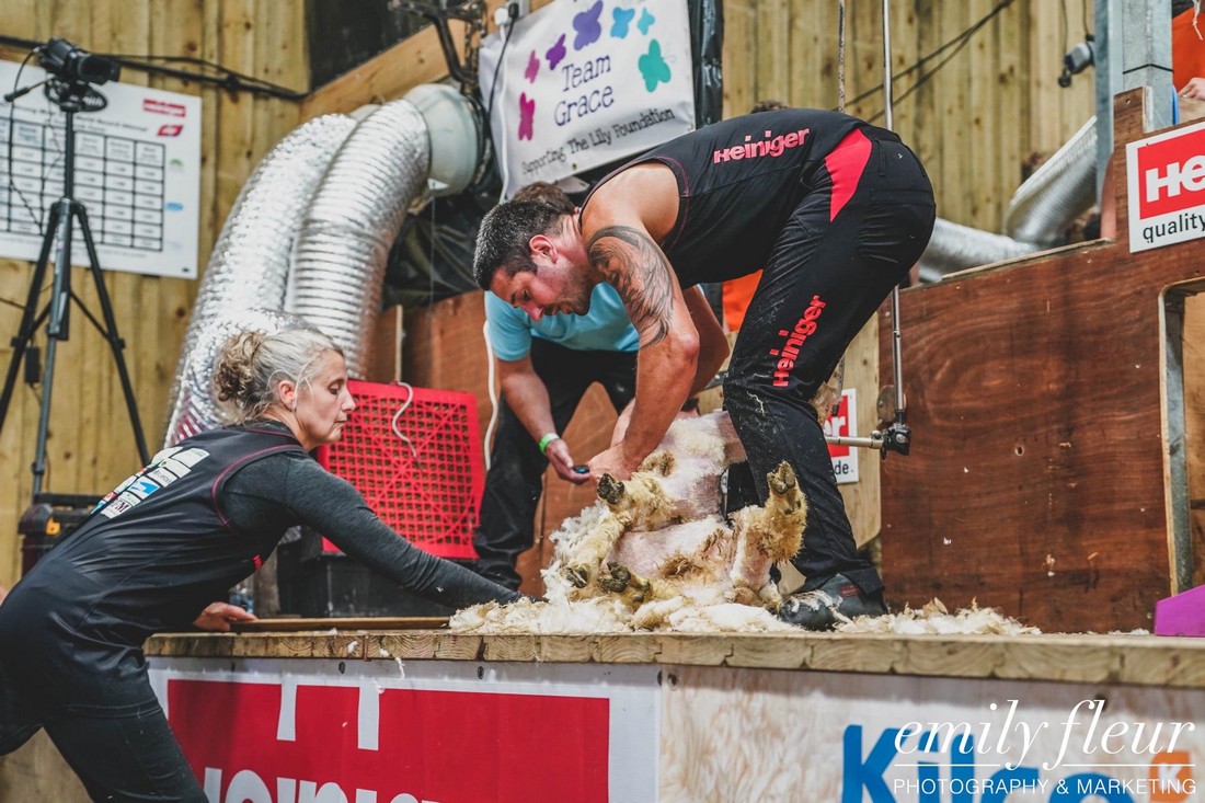 Британец установил мировой рекорд по стрижке овец