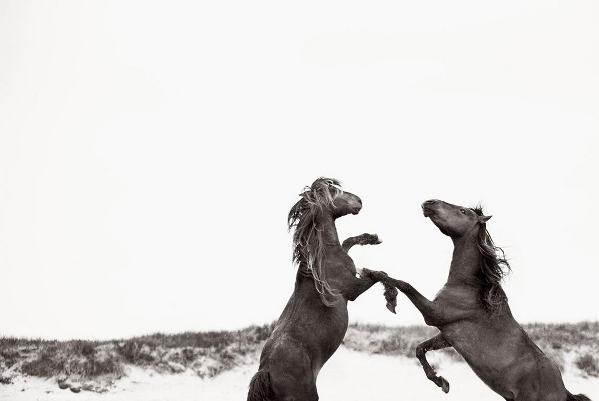 Снимки диких лошадей, живущих на одном из отдаленных островов мира