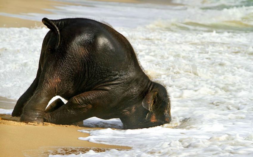 Слоненок, которого впервые привезли на море: уморительные фото