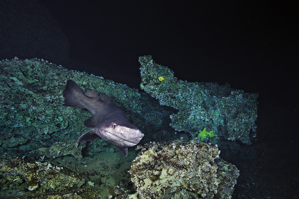 Обитатели подводного мира на снимках Брайана Скерри