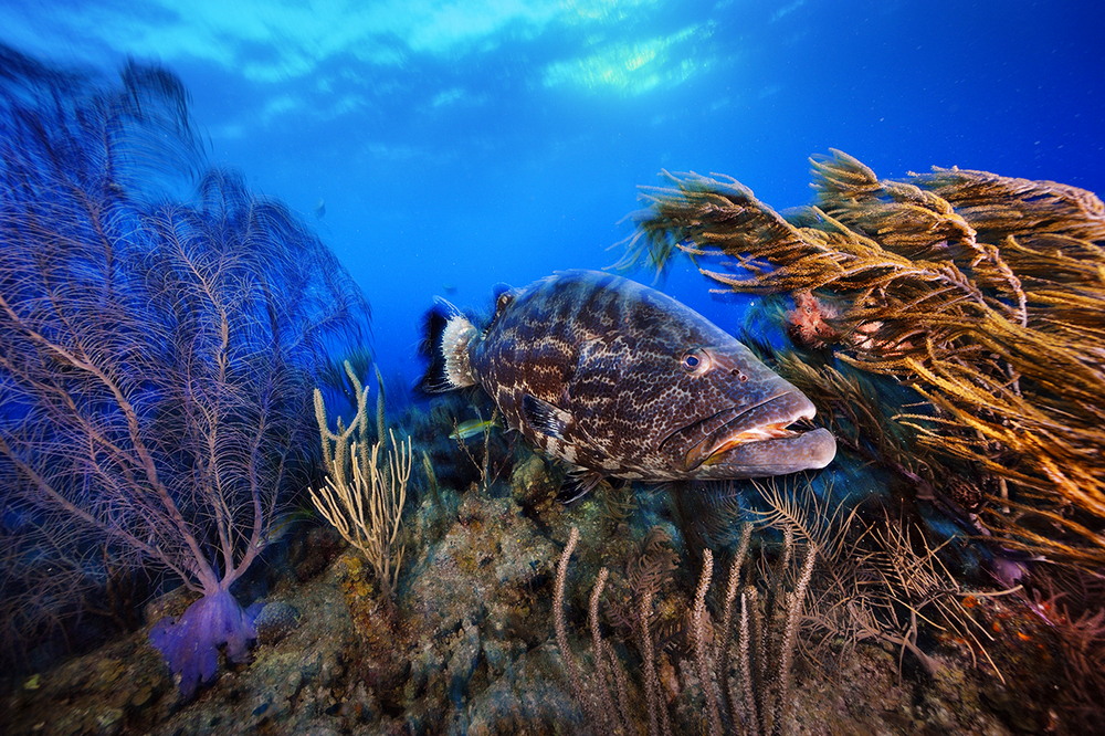 Обитатели подводного мира на снимках Брайана Скерри
