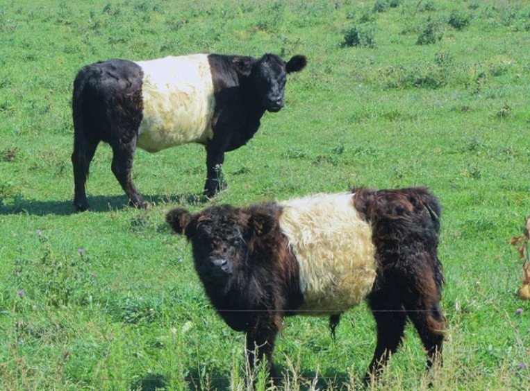 10 редких и необычных пород коров