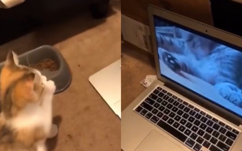 Котенок научился умываться благодаря видео урокам и стал звездой соцсетей (ФОТО, ВИДЕО)