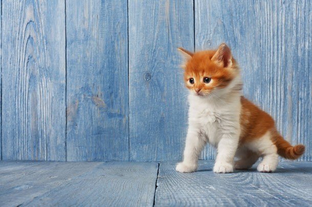 Фотографии очаровательных котят