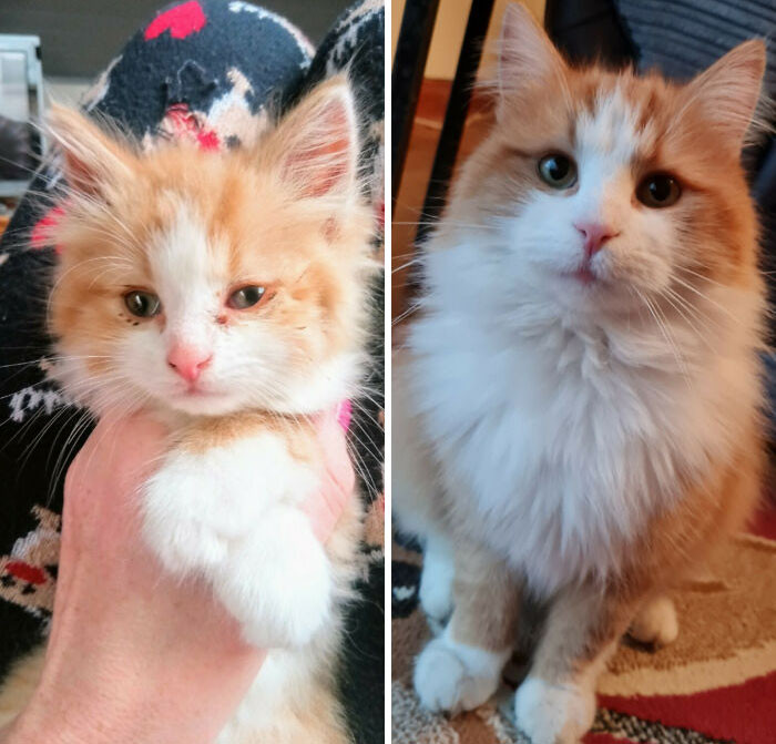 Котики на снимках до и после того, как они нашли любящих хозяев