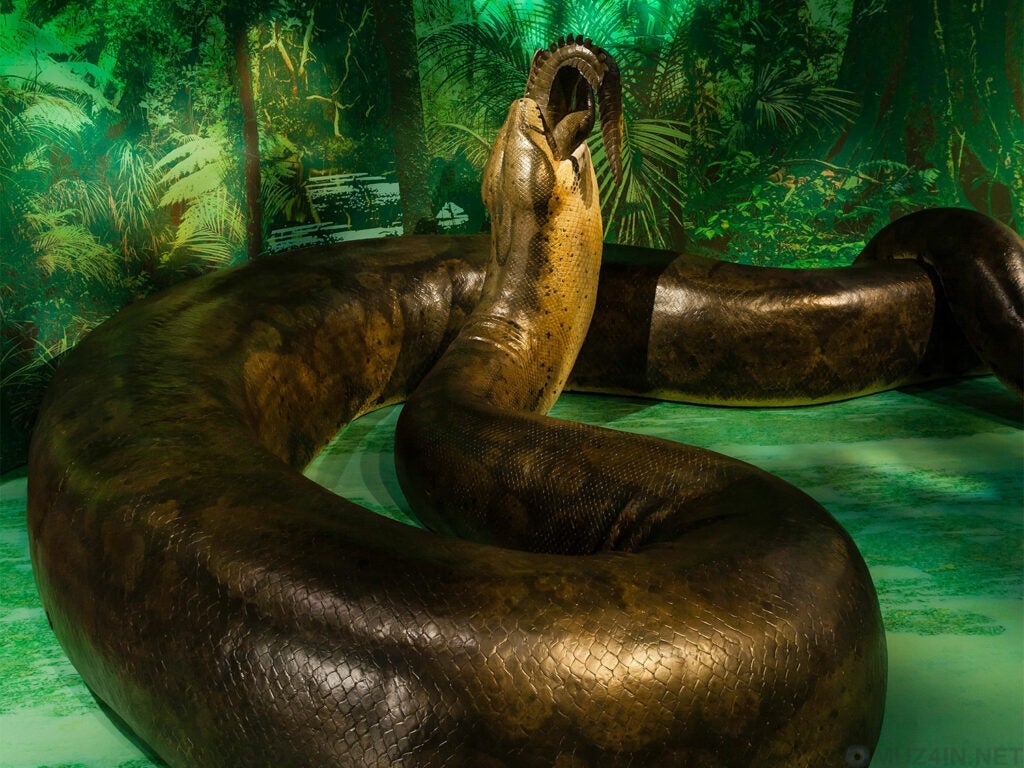 ТОП 10: Самые большие змеи в мире (Фото)