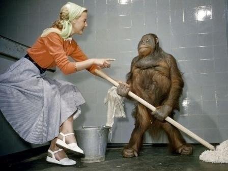 Орангутана научили мыть пол в своей клетке в зоопарке. ФОТО