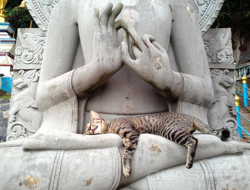 Коты - настоящие буддисты
