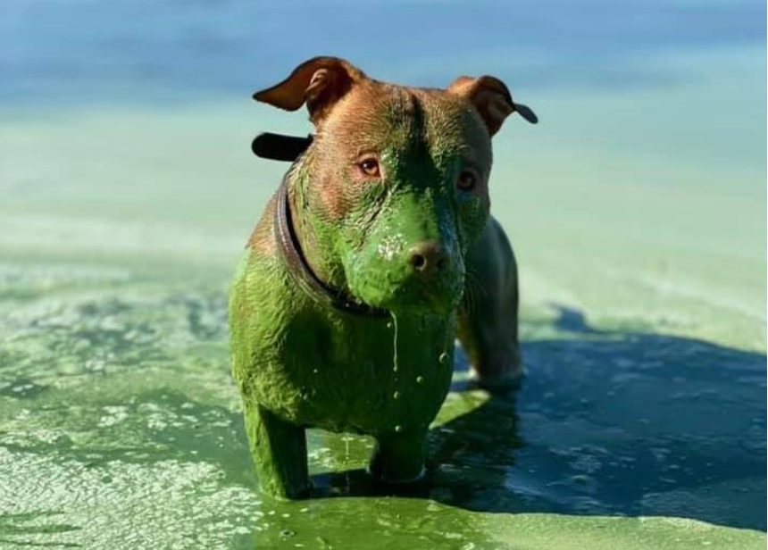 Пес стал зеленым после купания в Днепре (ФОТО)