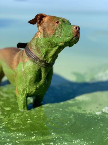 Пес стал зеленым после купания в Днепре (ФОТО)  