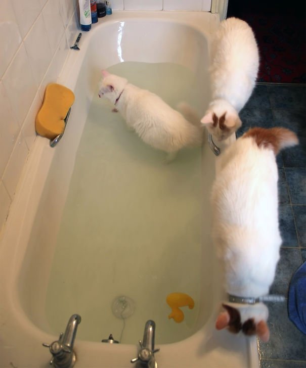 Коты, которые не боятся воды
