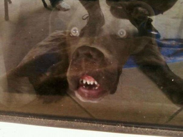 Собаки и стекло: смешная фотоподборка