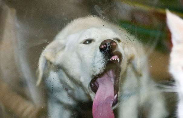 Собаки и стекло: смешная фотоподборка